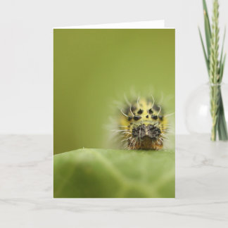 das hungrige catapillar karte