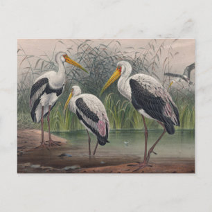 Das indische Holz Ibis von Joseph Wolf Postkarte