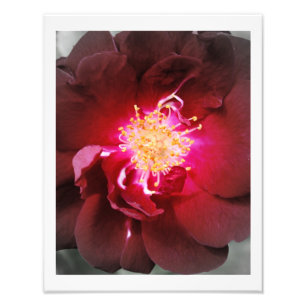 Das innere Feuer - Rosen-Fotografie Fotodruck