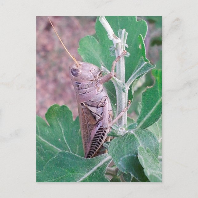 Das ist ein Grasshopper Postkarte (Vorderseite)