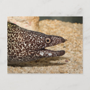 Das ist ein Moray! Postkarte