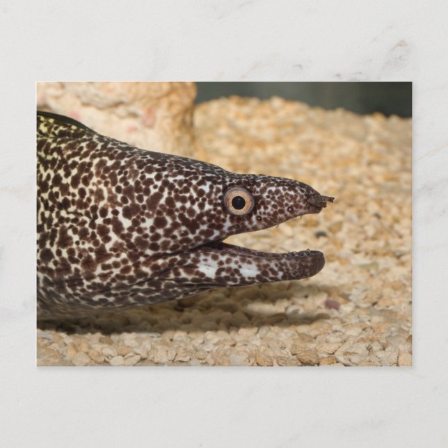 Das ist ein Moray! Postkarte (Vorderseite)