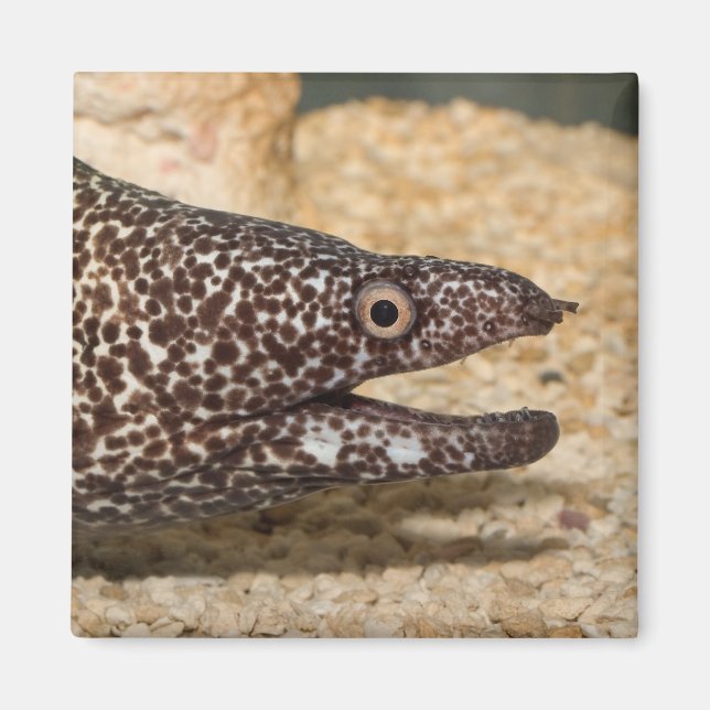 Das ist ein Moray! Square Magnet (Vorne)