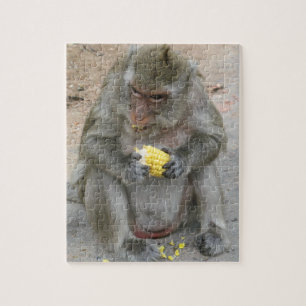 Das ist meins! ... Wild Thai Macaque Monkey