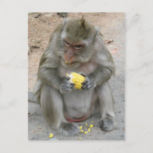 Das ist meins! ... Wild Thai Macaque Monkey Postkarte