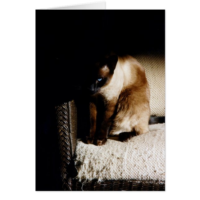 Das Kätzchen (Vorne)