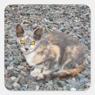 Das Katzenkissenbezug Quadratischer Aufkleber