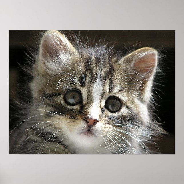 Das Kitten Poster 2 (Vorne)