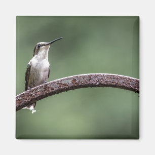 Das kleine Hummingbird Magnet
