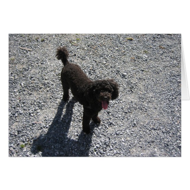 Das kleine schwarze Poodle (Vorderseite (Horizontal))