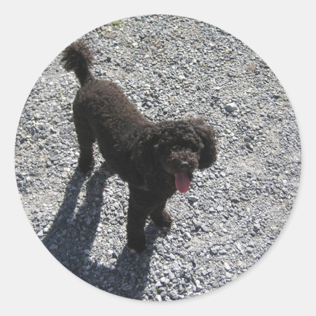 Das kleine schwarze Poodle Runder Aufkleber (Vorderseite)
