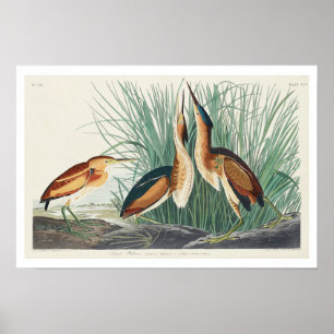 Das kleinste Bittern von Audubon Poster