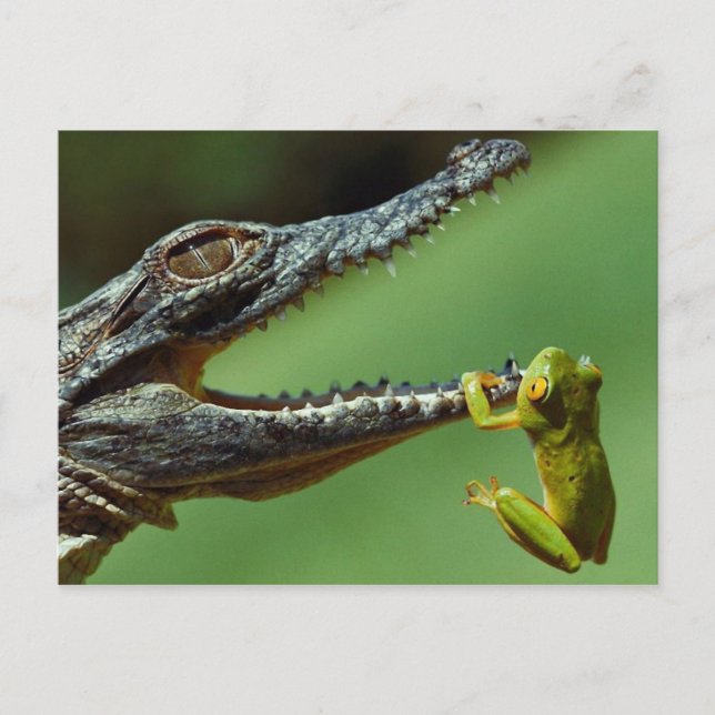 Das Krokodil und der Frosch Postkarte (Vorderseite)