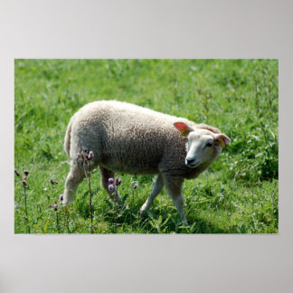 Das Lamm Poster
