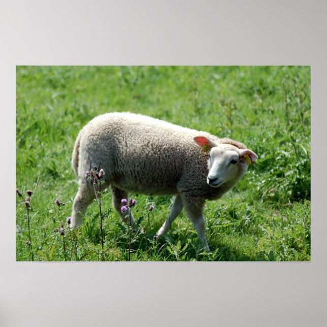 Das Lamm Poster (Vorne)