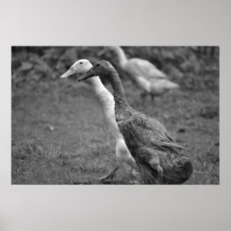 Das Laufen der Enten Poster