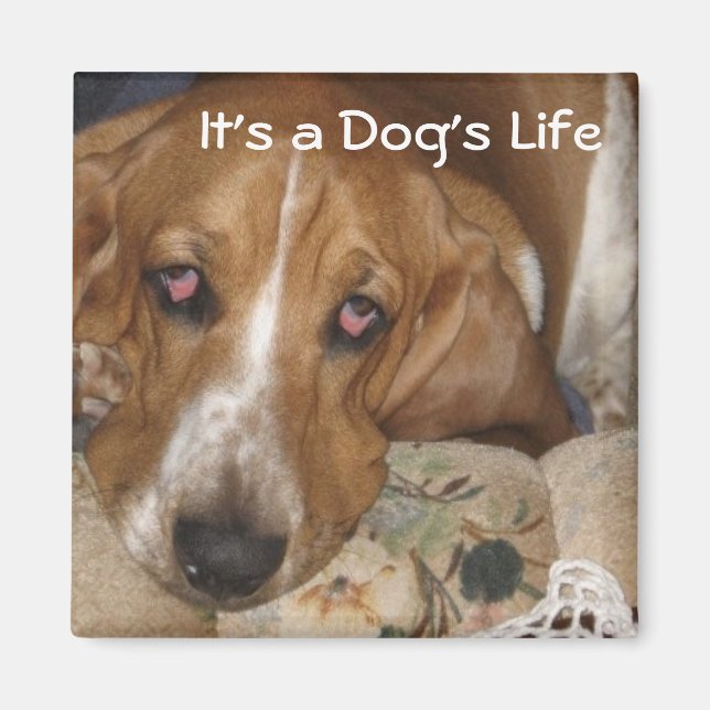 Das Leben des Hundes Magnet (Vorne)