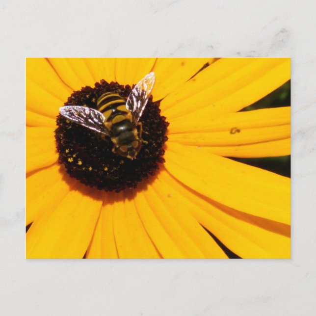 Das Leben einer Biene Postkarte (Vorderseite)