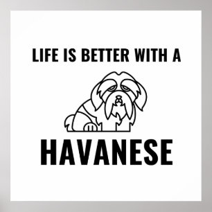 Das Leben ist besser mit einem Havanese Poster