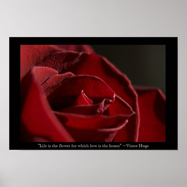 Das Leben ist die Blume - Rote Rose Poster (Vorne)