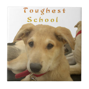"Das Leben ist die gründlichste Schule" Hundekunst Fliese