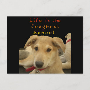 "Das Leben ist die härteste Schule" Hunde-Kunstpos Postkarte