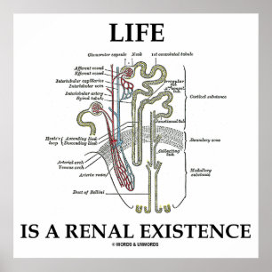 Das Leben ist ein Nierenbestehen (Niere Nephron) Poster