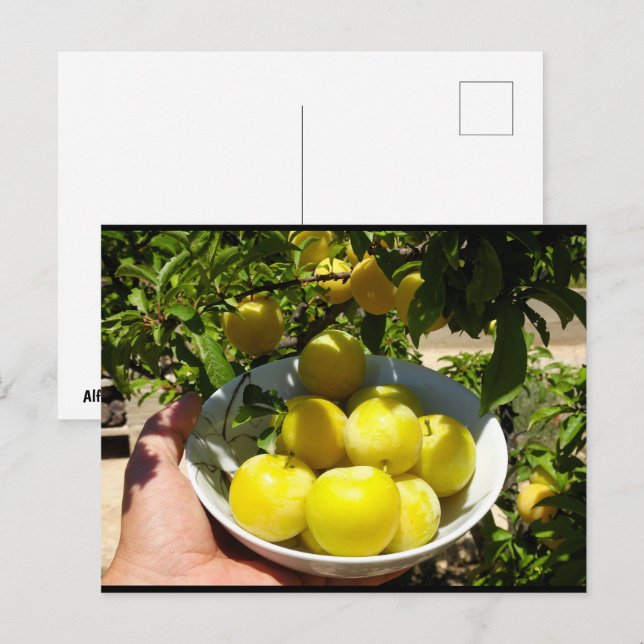 Das Leben ist ein Teller Pflaumen Postkarte (Vorne/Hinten)