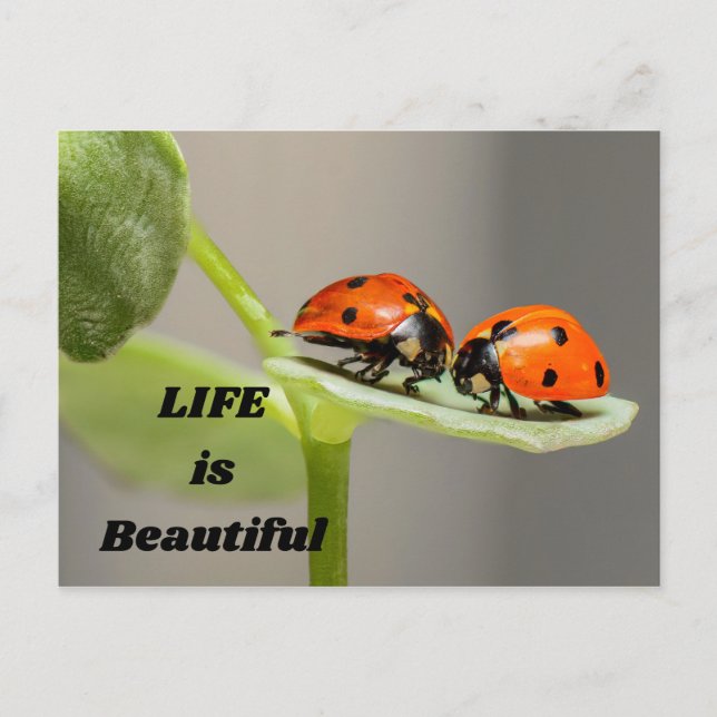 Das Leben ist schön - Ladybug Postkarte (Vorderseite)