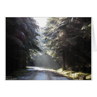 Das Licht im Wald