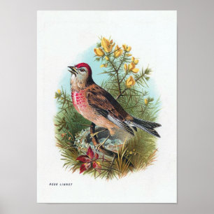 Das Linnet der Rose Poster