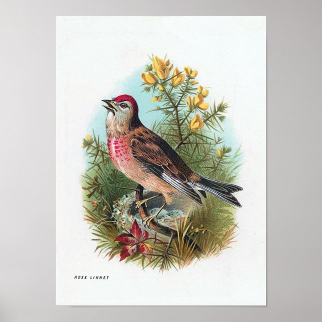 Das Linnet der Rose Poster (Vorne)
