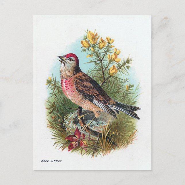 Das Linnet der Rose Postkarte (Vorderseite)