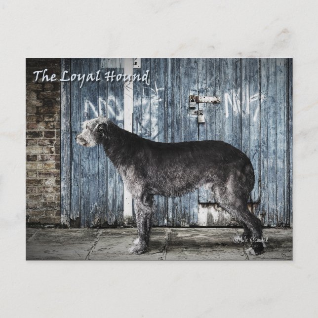 Das Loyal Hound Postkarte (Vorderseite)