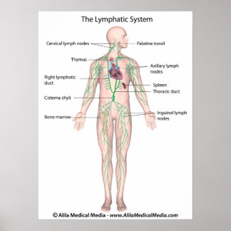Das lymphatische System mit der Bezeichnung Poster