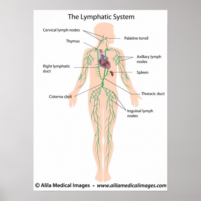 Das lymphatische System mit der Bezeichnung Poster (Vorne)