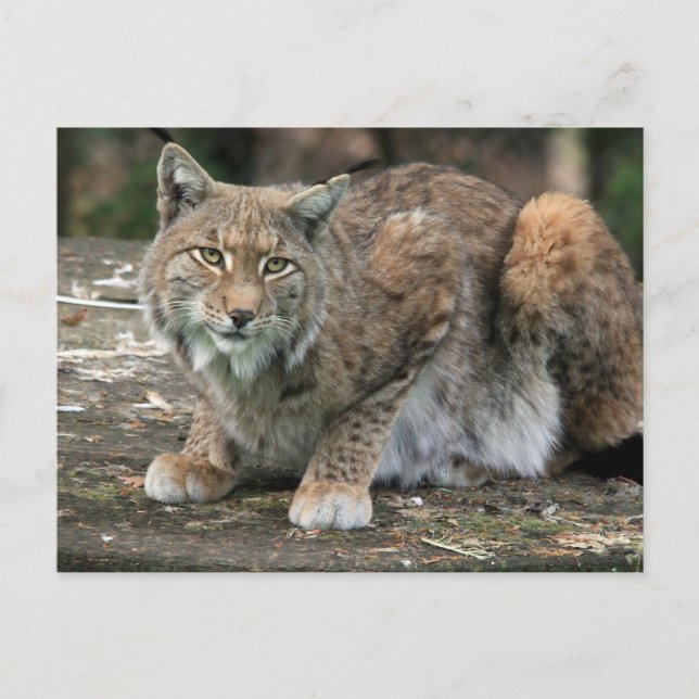 Das Lynx-Foto Postkarte (Vorderseite)