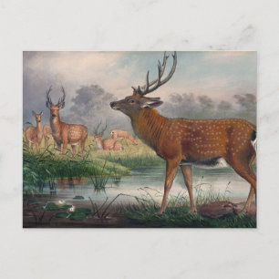 Das Mantchurische Hirsch von Joseph Wolf Postkarte