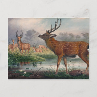 Das Mantchurische Hirsch von Joseph Wolf Postkarte