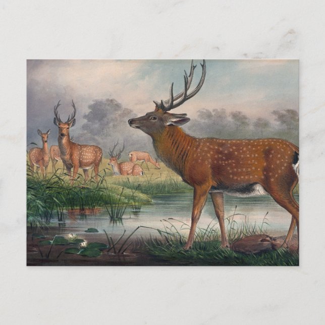 Das Mantchurische Hirsch von Joseph Wolf Postkarte (Vorderseite)