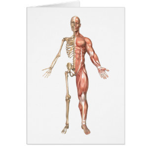 Das menschliche Skelett und das muskulöse System,