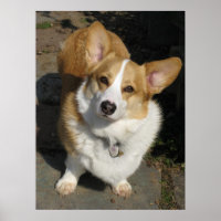 Das merkwürdige Corgi