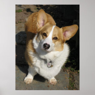 Das merkwürdige Corgi Poster