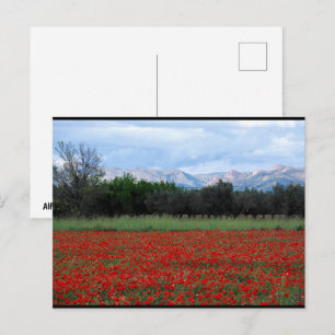 Das Mohnfeld Postkarte