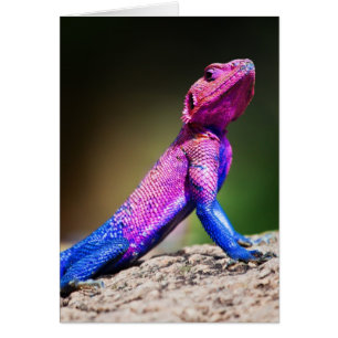 Das Mwanza-flach geführte Agama auf Felsen