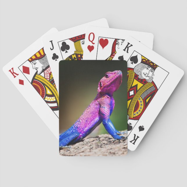 Das Mwanza-flach geführte Agama auf Felsen Spielkarten (Rückseite)