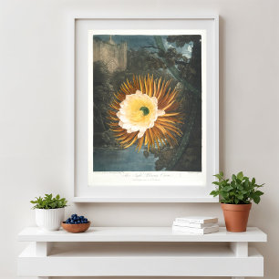 Das nächtblühende Cereus (1799-1807) Poster