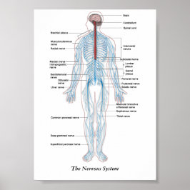 Das Nervensystem Poster