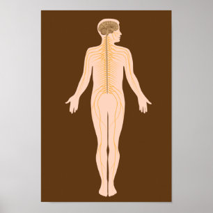 Das Nervensystem-Poster Poster