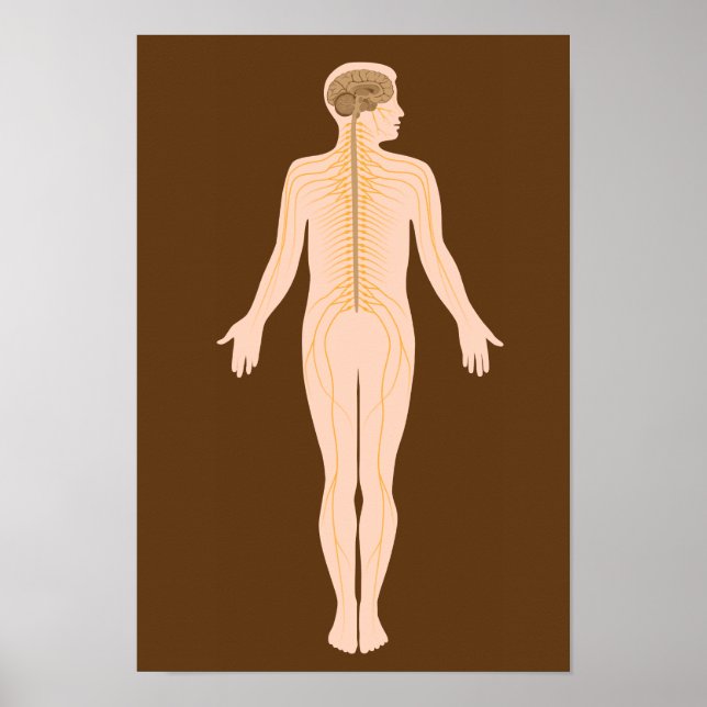 Das Nervensystem-Poster Poster (Vorne)